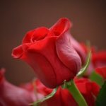 Цветок розы. Изображение Moshe Harosh