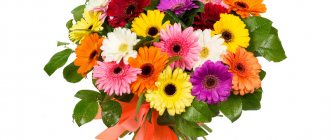 Gerberas are organically combined with other flowers in one bouquet