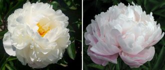 guide to peonies from wedding bouquet to decor 3