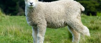 Wool is the second symbol