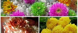 Chrysanthemum varieties